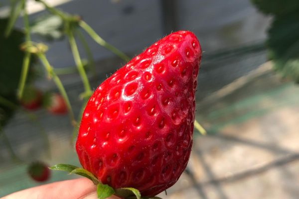 Strawberry Picking in Yamanashi Prefecture