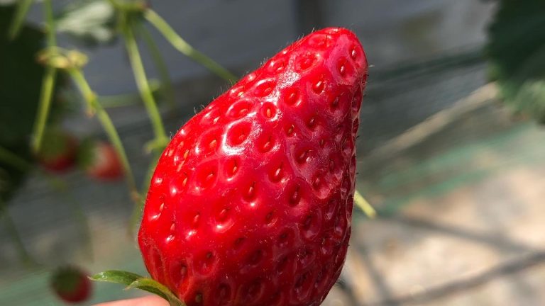 Strawberry Picking in Yamanashi Prefecture