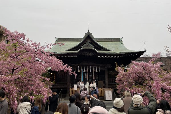 Sakura Jingu – A Japanese Shrine Dedicated To Sakura